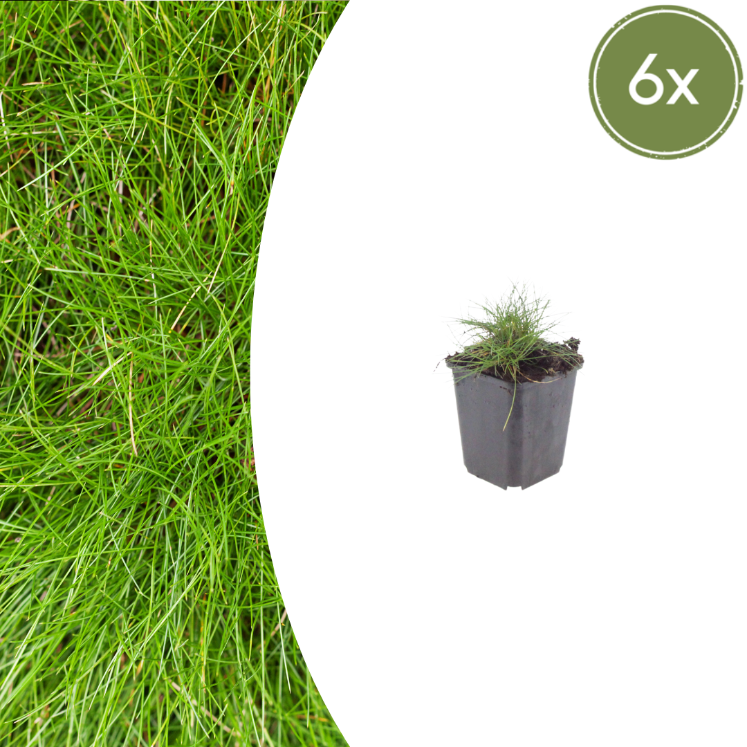 Festuca gautieri Zierschwingel – 6 Pflanzen – Ø9cm – Höhe 10-25cm – Immergrünes Ziergras – Pflegeleicht & Trockenheitsverträglich für Beet & Steingarten