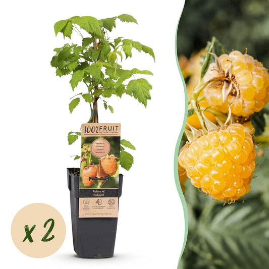 Green boutiQ - Fruit Plant - Rubus idaeus Fallgold - Raspberry Plant - Hardy - Yellow Raspberry - 2 Plants - Pot 15cm - Height 50cm 