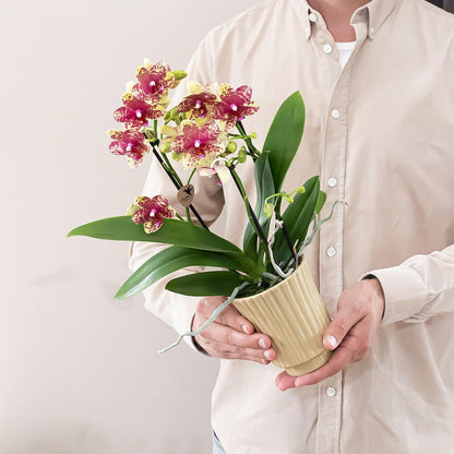 Kolibri Orchids | Orange-Gelbe Phalaenopsis-Orchidee Topfgröße Ø9cm | Grosseto | Blühende Zimmerpflanze – Frisch vom Züchter 