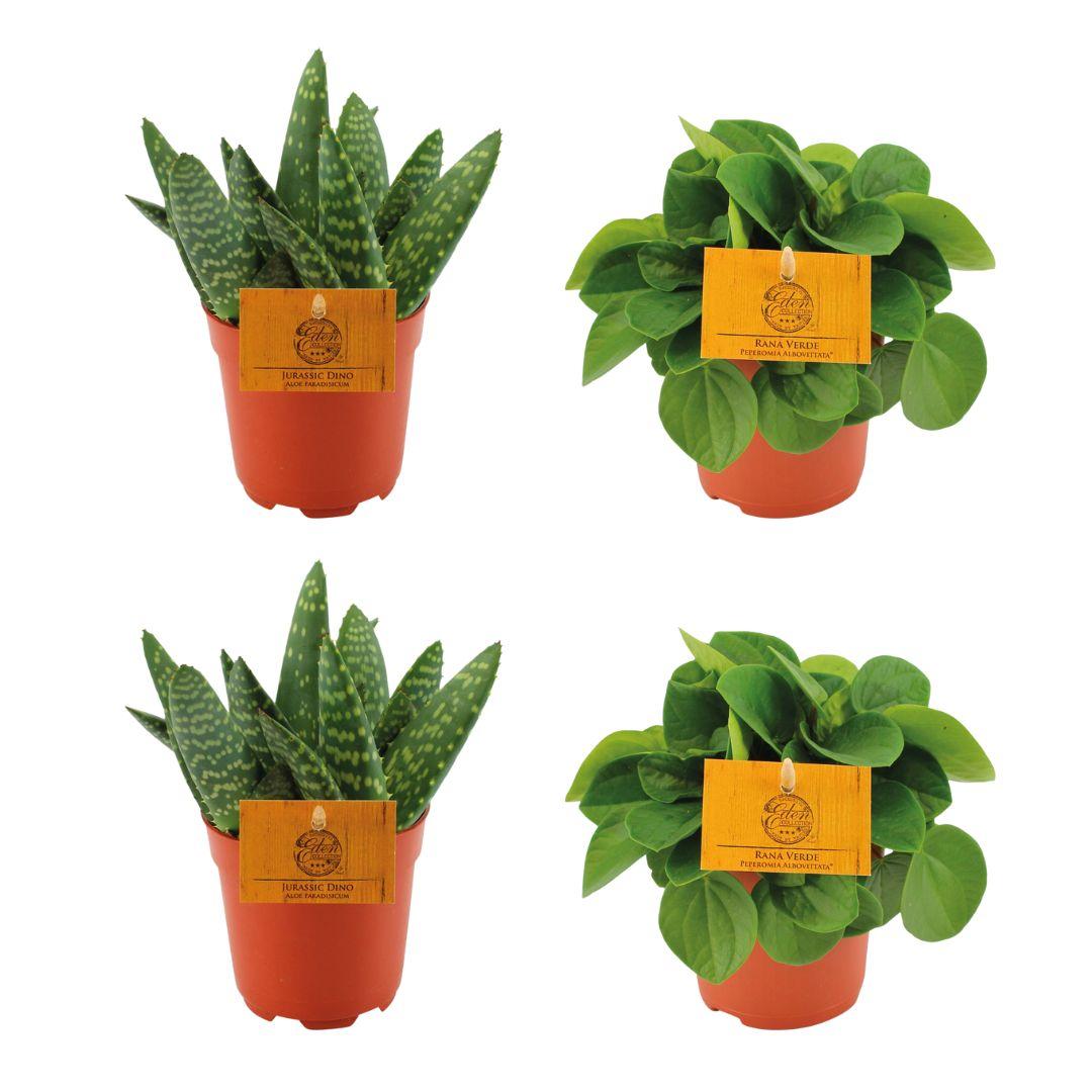 4er-Set Zimmerpflanzen – 2x Aloe Paradisicum & 2x Peperomia Rana Verde – Ø10,5cm – Pflegeleicht & dekorativ – Grüne Pflanzen für Zuhause, Büro & Fensterbank 