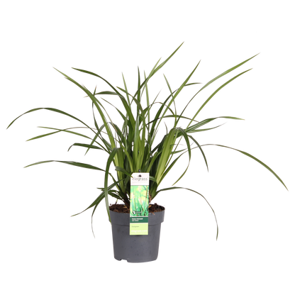 Carex morrowii Irish Green - Ø19cm - ↕40cm - Ø14 - ↨30cm 