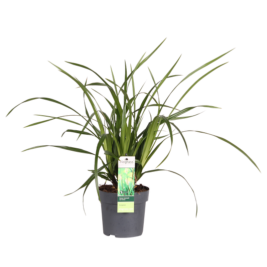Carex morrowii Irish Green - Ø19cm - ↕40cm - Ø14 - ↨30cm 