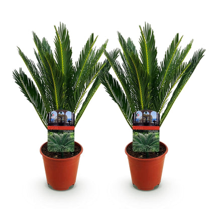 Green boutiQ - Zimmerpflanze - Cycas revoluta - Palmenfarn - Wenig Pflege - Grün - 2 - Topf 14cm - Höhe 45cm 