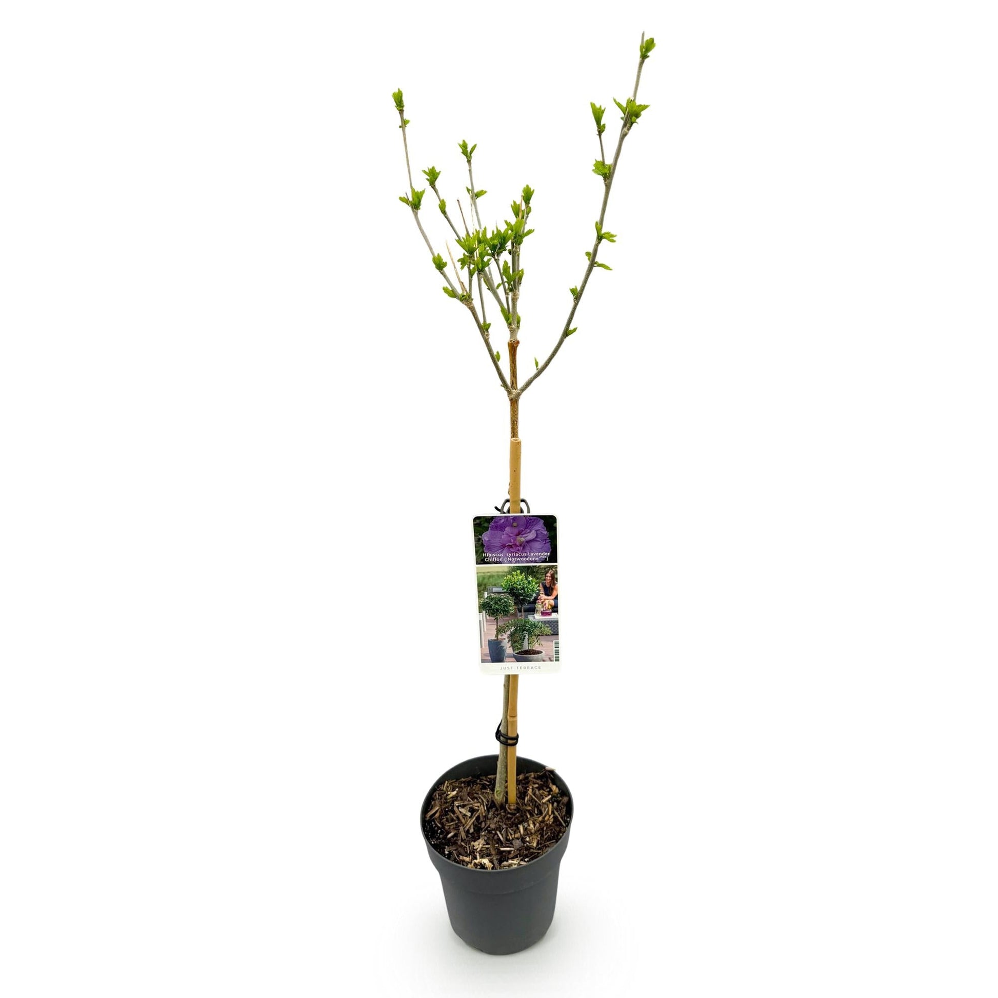 GreenboutiQ - Stamm Pflanze - Hibiscus syriacus Lavendor Chiffon® - Terrassen Pflanze - Laubabwerfend - Winterhart - Lila Blüte - Topf 19cm Höhe 90cm 