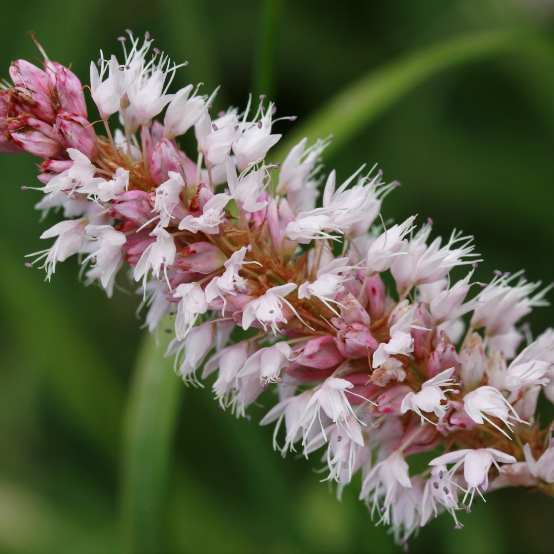 Persicaria affinis Superba – 24 Pflanzen – Ø9cm – Höhe 10-25cm – Winterharte Staude – Dunkelrote Blütenähren – Bienenfreundlich für Beet & Präriegarten