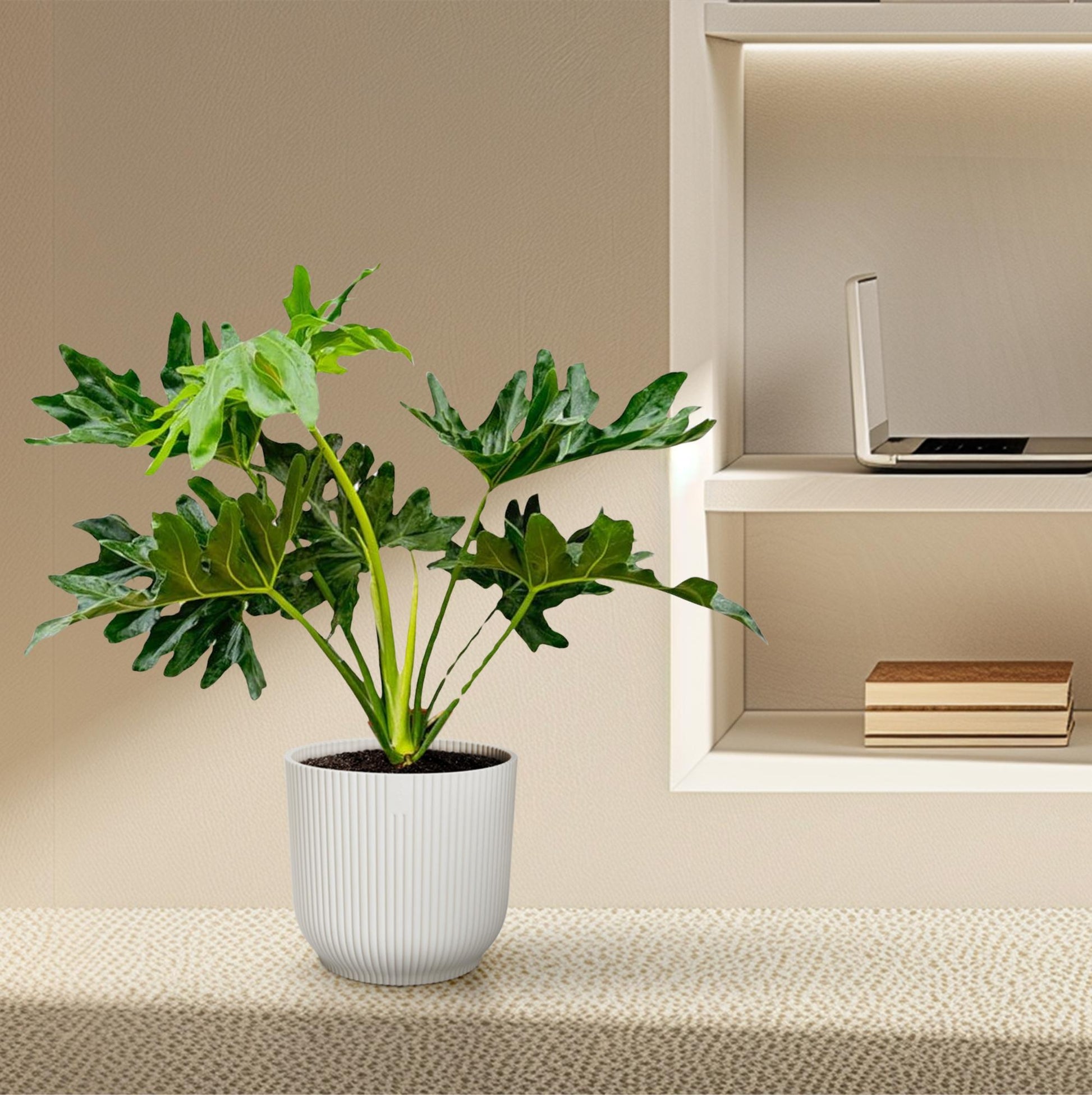 Philodendron Selloum – 60cm – Ø22cm – Tropische Zimmerpflanze mit großen, tief eingeschnittenen Blättern – Pflegeleicht & luftreinigend – Ideal für Wohnzimmer, Büro & moderne Innenräume 