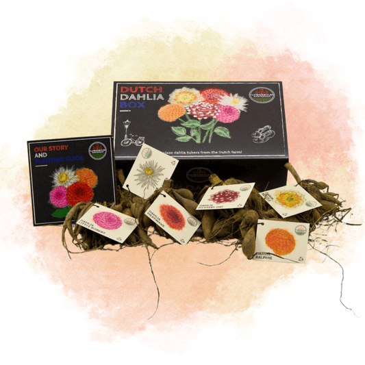 Blumenzwiebel - Luxusbox - Set von 6 niederländischen Dahlien