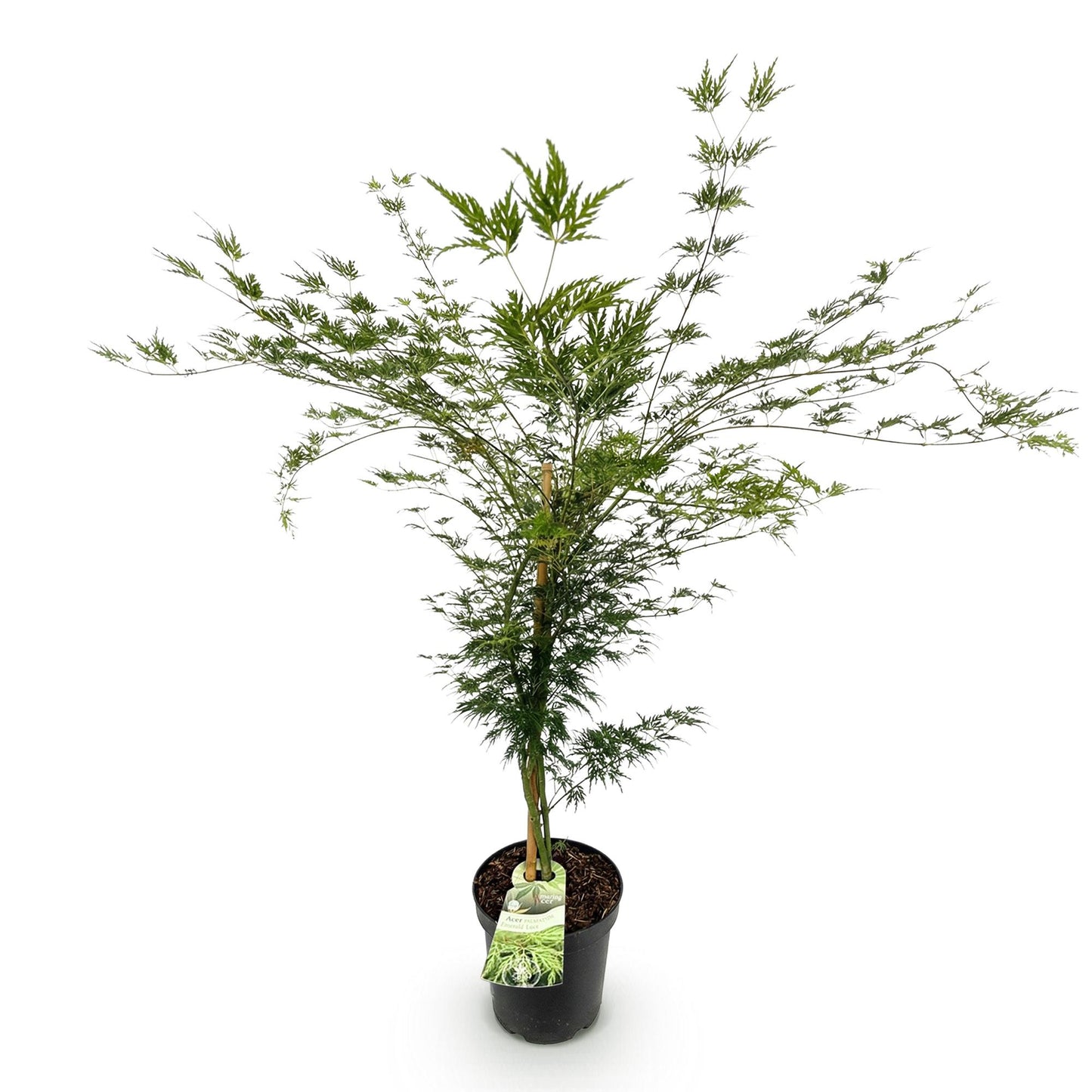 Green boutiQ - Gartenpflanze - Acer palmatum Emerald Lace - Japanischer Ahorn - Laubabwerfend - Grün - 1 - Topf 26cm - Höhe 90cm 