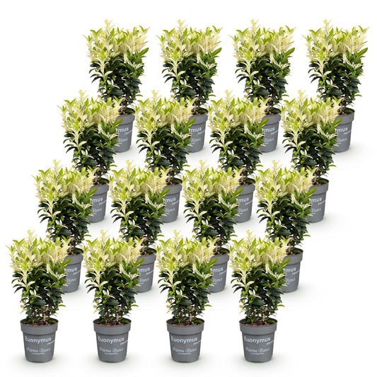 Spindelstrauch 'Paloma Blanca' – Euonymus japonicus 'Paloma Blanca' – 16 Heckenpflanzen – Topf Ø9cm – Höhe 20-30cm – Winterhart & immergrün