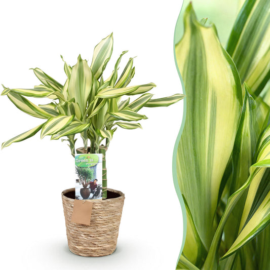 Green boutiQ - Zimmerpflanzen - Dracaena fragrans Diamond Dream - Drachenbaum - Wenig Pflege - mit Korb - Bunt - 1 Pflanze - Topf 17cm - Höhe 50-55cm 