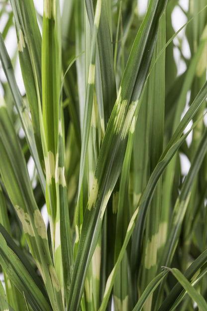 Stachelschweingras - Miscanthus sinensis Strictus - Ø23cm - ↕60cm