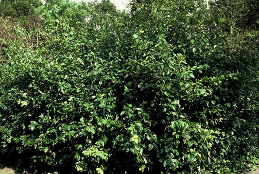 Purpur-Kriechspindel – Euonymus fortunei 'Coloratus' – ↕10-25 cm – Ø9 cm – 60 Pflanzen – Bodendecker – Winterhart & Pflegeleicht – Herbstbeeren – Vielseitig
