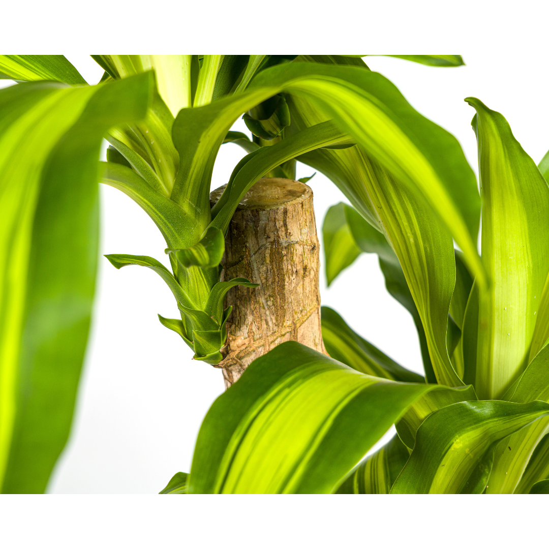Drachenbaum - Dracaena Fragrans Massangeana - Zimmerpflanze - Ø19cm - ↕70 - 90cm