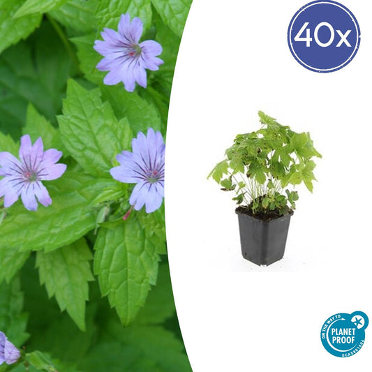 Knotiger Storchschnabel Geranium nodosum – ↕10-25cm – Ø9cm – 40 Pflanzen – Winterharte Staude & Bodendecker – Tiefpurpurne Blüten