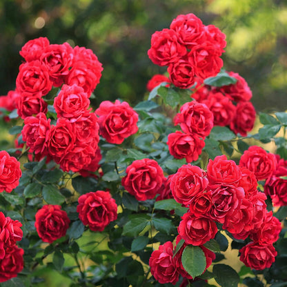 Green boutiQ - Garten Rose - Rosa Rote The Fairy - Rose - Winterhart - Rot - 3 Pflanzen - Topf 12cm - Höhe 20-25cm 