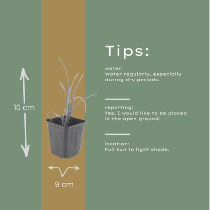 Hemerocallis Stella de Oro – 48 Pflanzen – Ø9cm – Höhe 10-25cm – Winterharte Taglilie – Goldgelbe Dauerblüte – Pflegeleicht für Beet & Steingarten