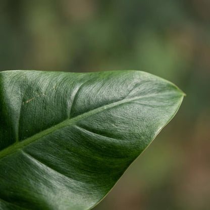 Green boutiQ - Zimmerpflanze - Philodendron - Philodendron Imperial Green - Grün - Pflegeleicht - 1 Pflanze - Topf 19cm - Höhe 65cm 
