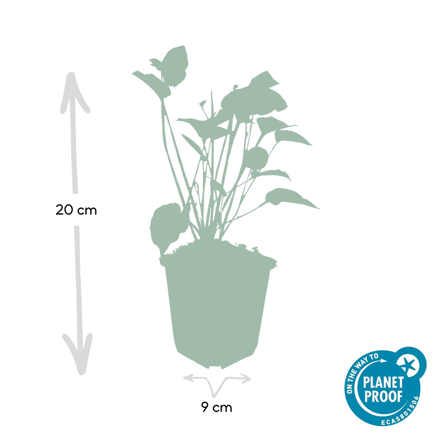 Kerzenknöterich Persicaria amplexicaulis – 24 Pflanzen – ↕10-25 cm – Ø9 cm – Robuste Staude mit roten Blütenähren – Pflegeleichte Sommerstaude für Beete & Garten 