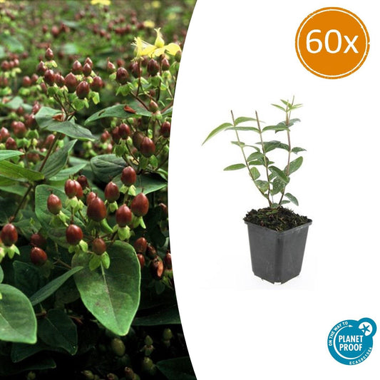 Duftloses Johanniskraut Hypericum inodorum – ↕10-25cm – Ø9cm – 60 Pflanzen – Gelbe Blüten & immergrün – Strauch, Bodendecker & Beetpflanze
