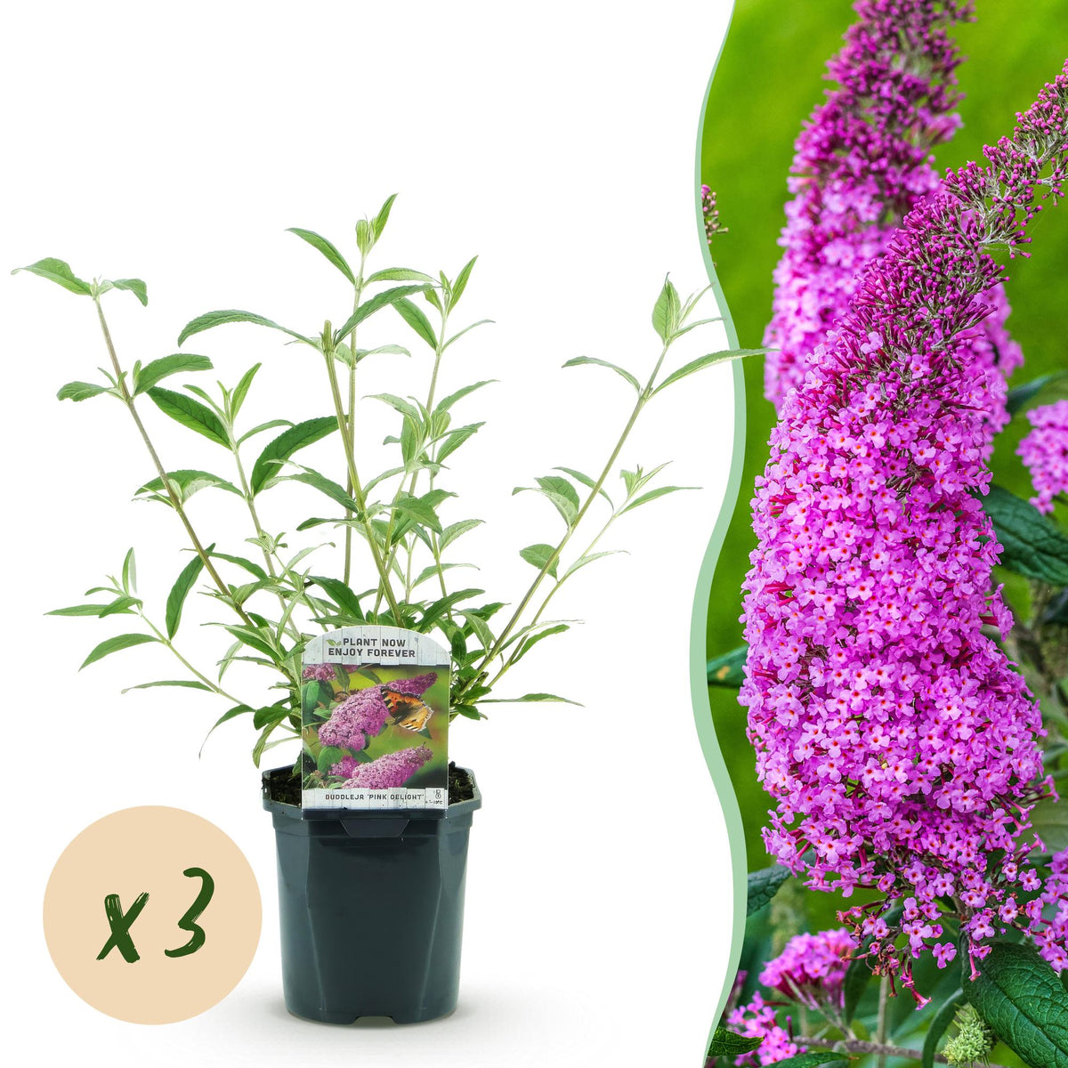 Green boutiQ - Garden Plant - Buddleja davidii Pink Delight - Butterfly Bush - Hardy - Pink - 3 Plants - Pot 17cm - Height 45cm 
