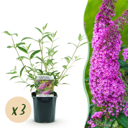 Green boutiQ - Garden Plant - Buddleja davidii Pink Delight - Butterfly Bush - Hardy - Pink - 3 Plants - Pot 17cm - Height 45cm 