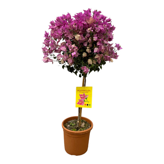 Drillingsblume - Bougainvillea - 110 cm - Ø21cm
