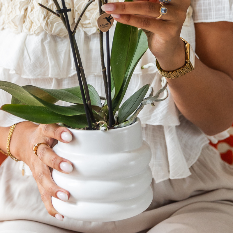 Kolibri Orchids | Geschenkset Large White | Gibraltar Orchidee Ø9cm + Grünpflanzen – inkl. Übertöpfe, Ständer & Korbtablett – frisch vom Züchter 