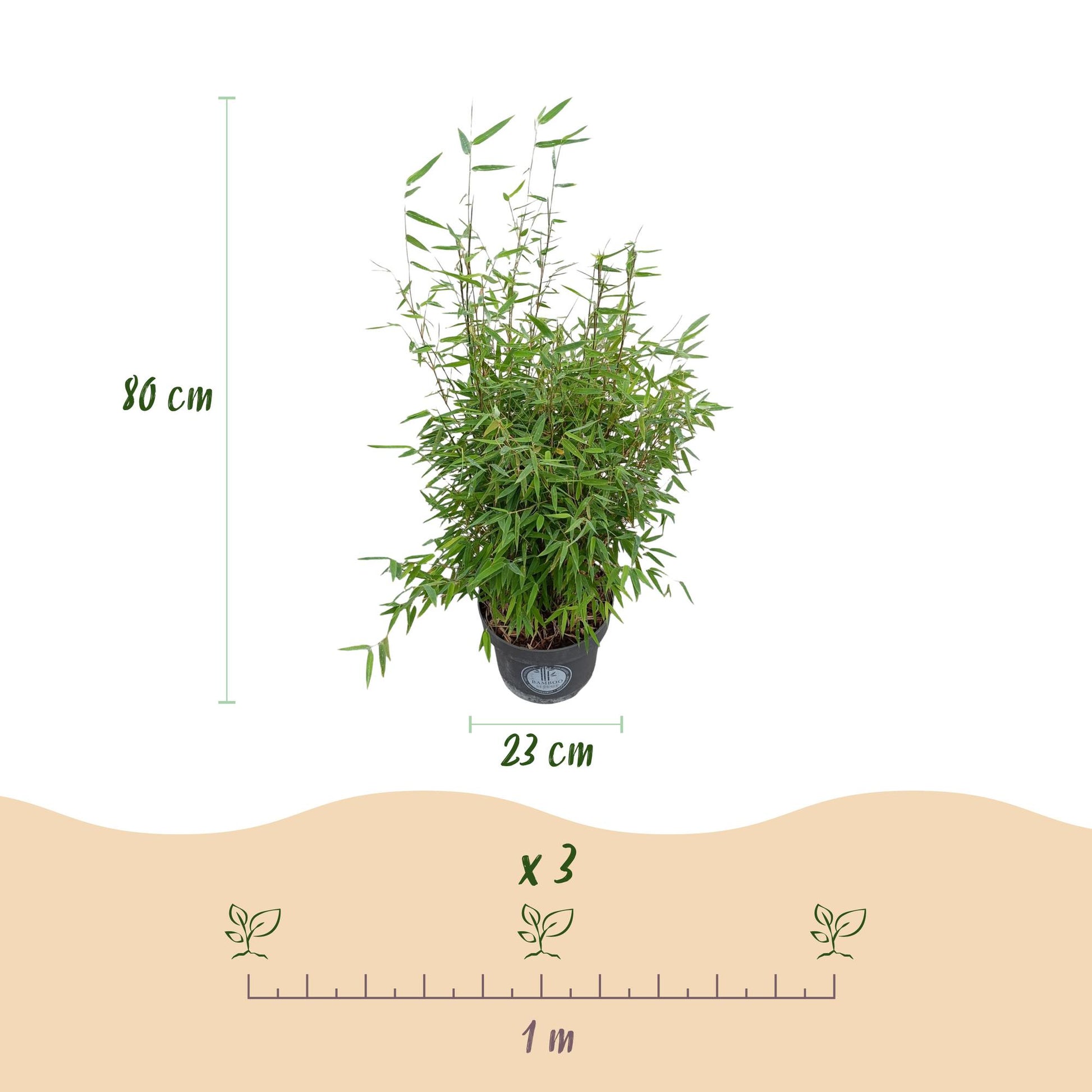 Green boutiQ - Gräser - Fargesia nitida Red Dragon - Bambus - Nicht Wuchernd - Grün - 2 Pflanzen - Topf 23 cm - Höhe 80 cm 