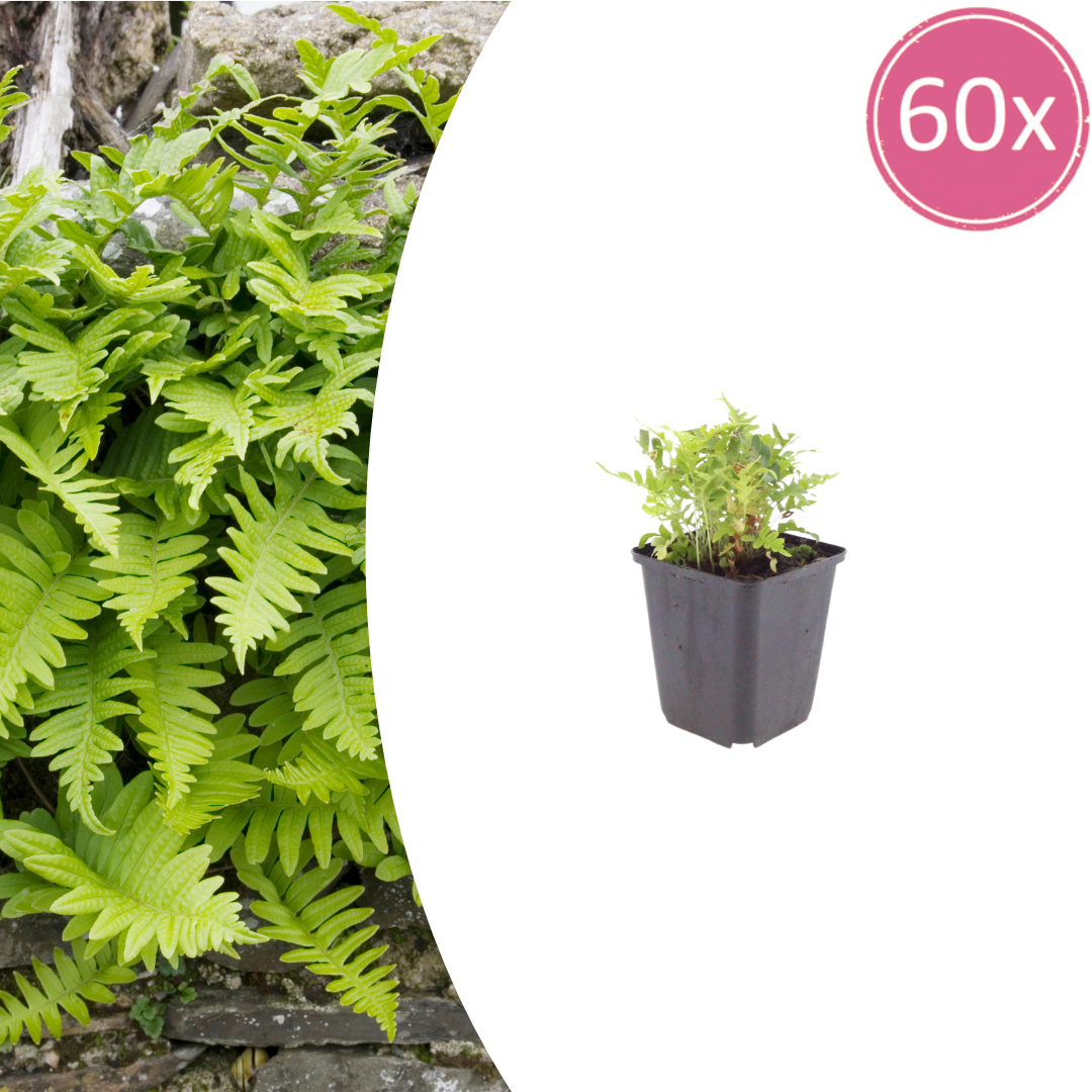 Polypodium vulgare Farn – 60 Pflanzen – Ø9cm – Höhe 10-25cm – Immergrüner Gartenfarn – Winterhart – Für Schattenbeet, Unterpflanzung & Naturgarten - Oasis of Life