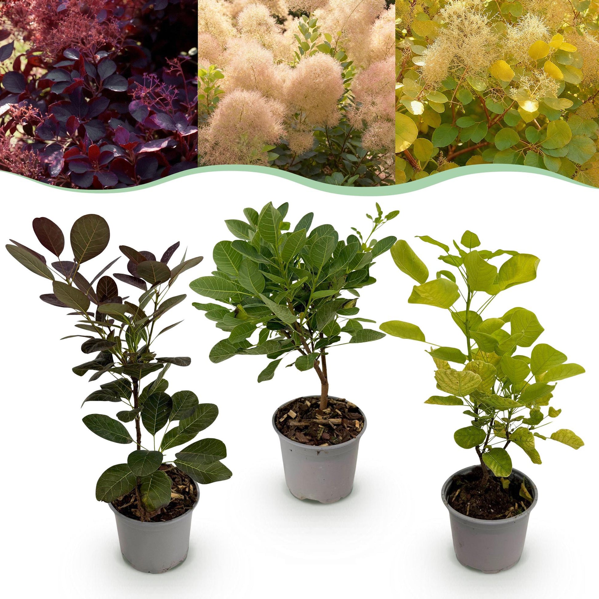 GreenboutiQ - Gartenpflanze - Cotinus coggyria Tricolour - Lila-Grün-Gelb - 3 Pflanzen - Laubabwerfend - Wenig Pflege - Topf 12cm Höhe 35cm 