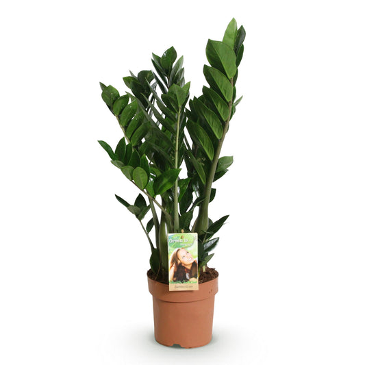 Green boutiQ - Zimmerpflanzen - Zamioculcas - ZZ-Pflanze - Wenig Pflege - Grün - 1 Pflanze - Topf 17cm - Höhe 65-75cm 