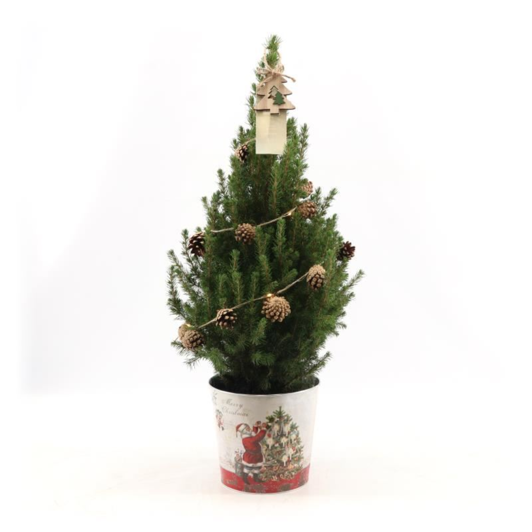 Kleine Weihnachtsbaum in Weihnachten Topf - 70 cm - Picae Glauca Conica - Pine cone lighting including batteries 