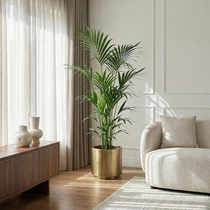 Howea Forsteriana – Kentia-Palme – 160–170cm – 27cm – Pflegeleichte, elegante Zimmerpalme mit fiederartigen Wedeln – Tropisches Highlight für Wohn- und Arbeitsbereiche 