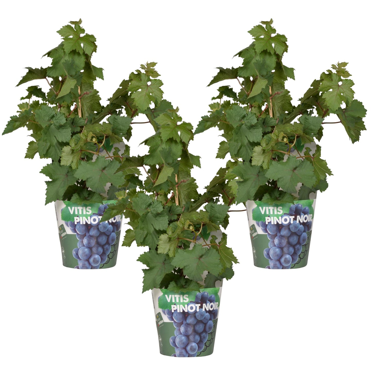 Weinrebe - Weintraube - Vitis Pixie 'Pinot Noir' - ↨30cm - Ø14cm - 3 Stück