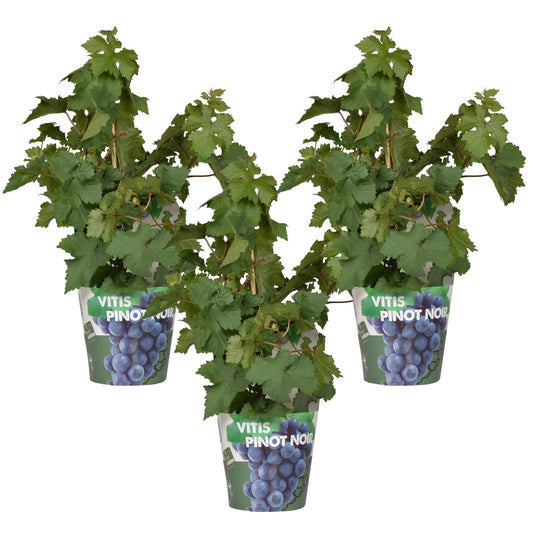 Weinrebe - Weintraube - Vitis Pixie 'Pinot Noir' - ↨30cm - Ø14cm - 3 Stück