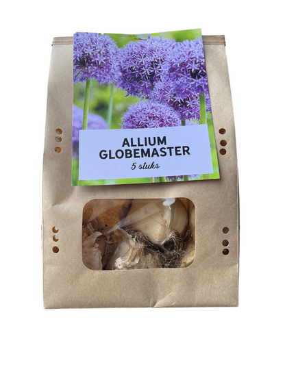 Allium 'Globemaster' – Zierlauch Blumenzwiebeln – 5 Blumenzwiebeln – Extra große violette Blütenbälle – Winterharte Staude für Beet, Rabatte & Schnitt – XXL-Zwiebeln 