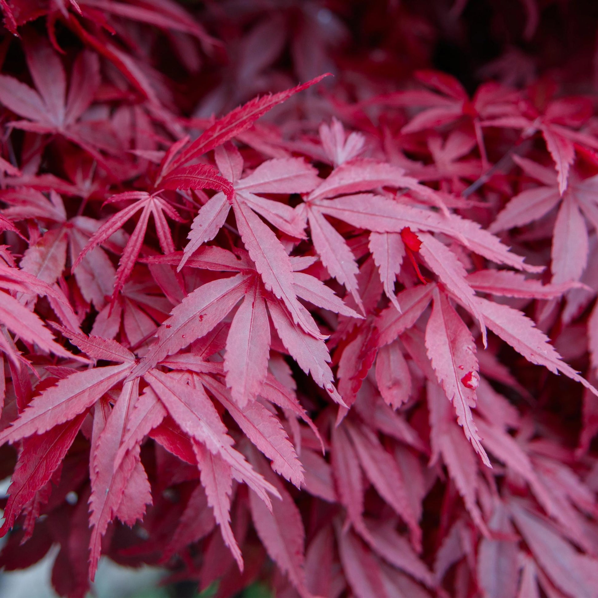 Japanischer Ahorn – Acer palmatum 'Skeeter’s Broom' – 2 Pflanzen – je ca. 70 cm hoch – Topf Ø19 cm – kompakt wachsend – Balkon- & Gartenpflanze 