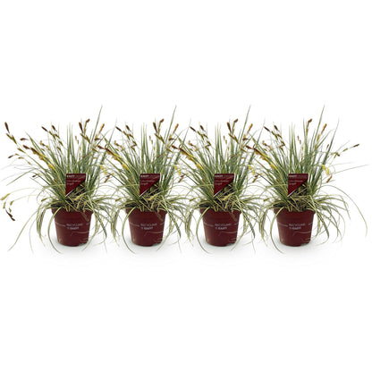 Ziergras Carex oshimensis 'Evergold' – Immergrün – 4 Pflanzen – Topf Ø17 cm – Höhe 50 cm – Gelb-grün gestreiftes Laub – Pflegeleicht – Für Sonne & Schatten – Ideal für Beet, Balkon & Kübel 