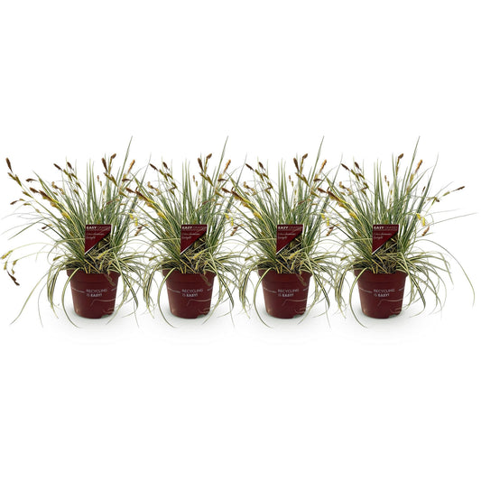 Ziergras Carex oshimensis 'Evergold' – Immergrün – 4 Pflanzen – Topf Ø17 cm – Höhe 50 cm – Gelb-grün gestreiftes Laub – Pflegeleicht – Für Sonne & Schatten – Ideal für Beet, Balkon & Kübel 