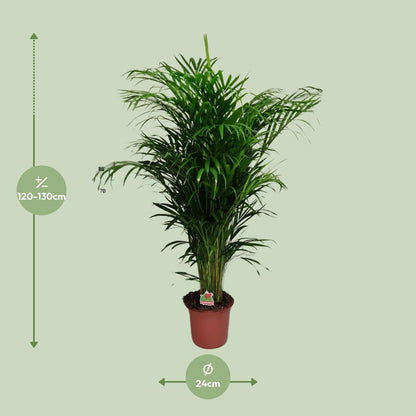 Areca-Palme – Dypsis Lutescens – Zimmerpflanze - 125 cm – Ø24 cm – Tropische Grünpflanze für Wohnzimmer, Büro & Flur – Luftreinigend & pflegeleicht 