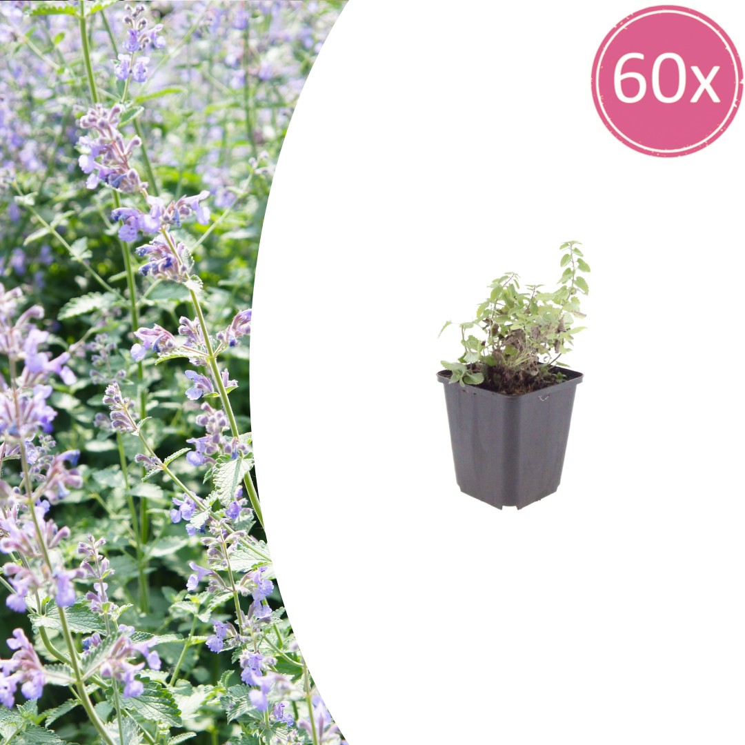 Nepeta faassenii Katzenminze – 60 Pflanzen – Ø9cm – Höhe 10-25cm – Lavendelblaue Sommerblüte – Winterharte Staude für Beet, Rabatte & Flächenpflanzung