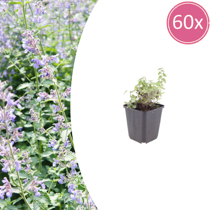 Nepeta faassenii Katzenminze – 60 Pflanzen – Ø9cm – Höhe 10-25cm – Lavendelblaue Sommerblüte – Winterharte Staude für Beet, Rabatte & Flächenpflanzung