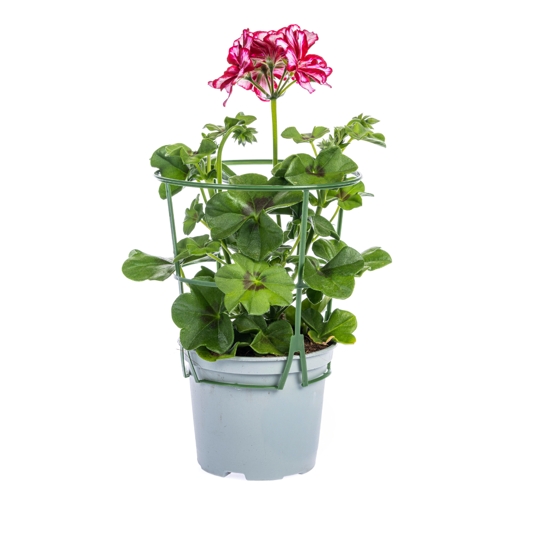 Geranie - Pelargonium peltatum Mexican Ruby - Ø12 cm - ↕20 cm - 8 Stück 