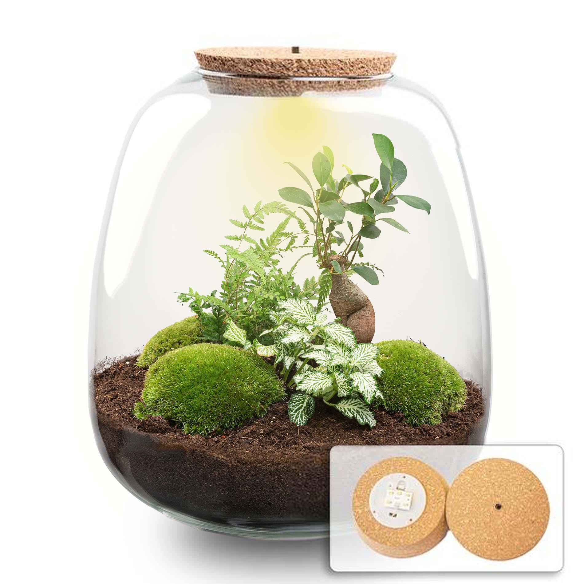 Flaschengarten „Emma“ – Bausatz mit LED-Korkdeckel – Ø23cm ↕25cm – DIY Pflanzenterrarium mit Ficus Ginseng Bonsai, Farn & Fittonia White Tiger – Selbstversorgendes Mini-Ökosystem aus Glas 