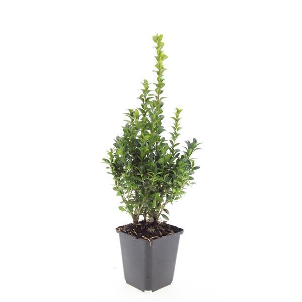 Buxus Sempervirens Heckenpflanzen 48 Pflanzen – Immergrüner Buchsbaum – 10–25cm Höhe – Ø9cm – Großpackung für dichte Hecken Formschnitt & Gartengestaltung