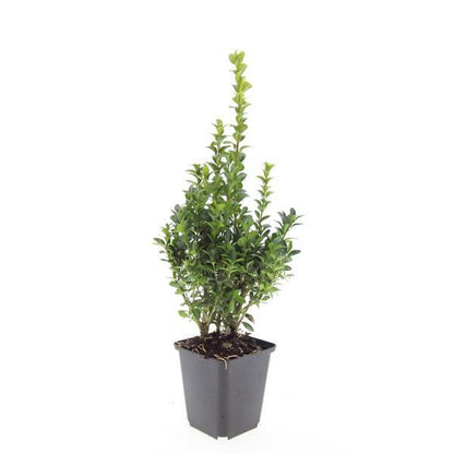 Buxus Sempervirens Heckenpflanzen 48 Pflanzen – Immergrüner Buchsbaum – 10–25cm Höhe – Ø9cm – Großpackung für dichte Hecken Formschnitt & Gartengestaltung