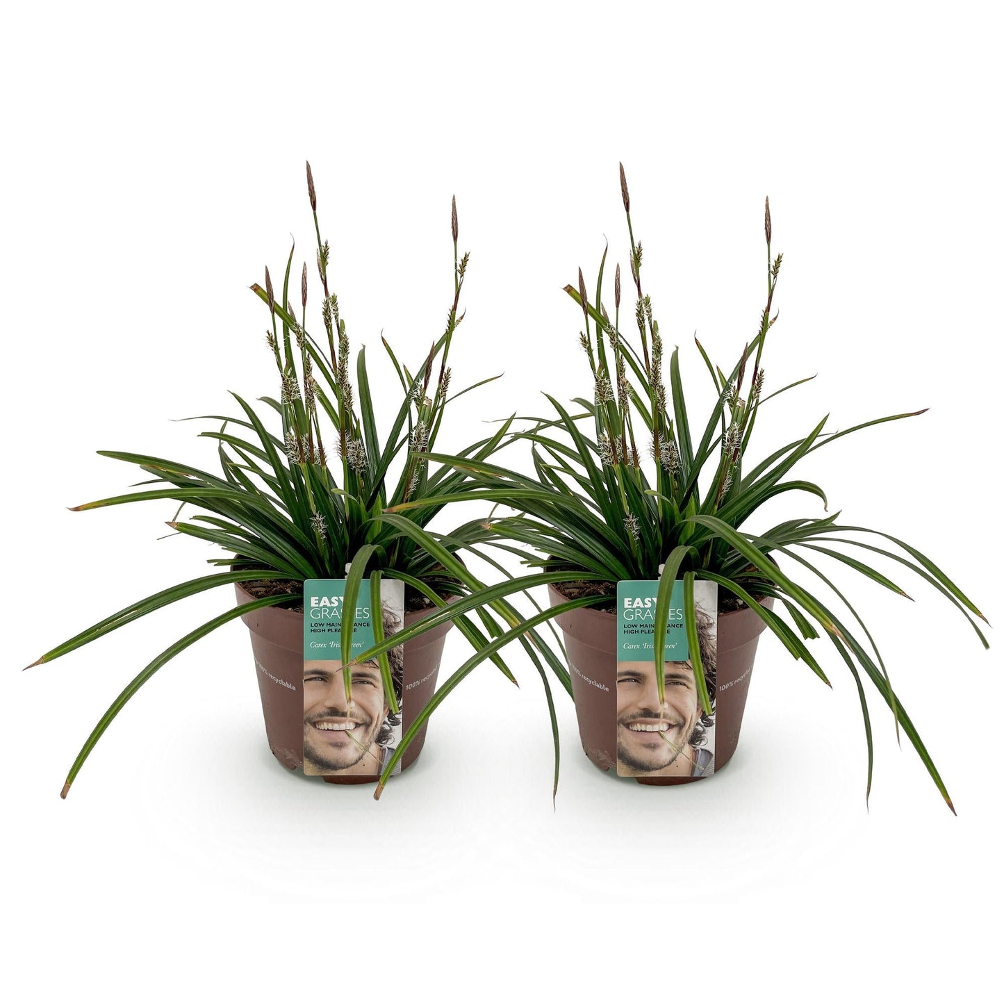 Grünblättrige Segge - Ziergras - Carex morrowii Irish Green - Grün & Gelb - 2 Pflanzen - Immergrün - Pflegeleicht - Topf 17cm Höhe 50cm 