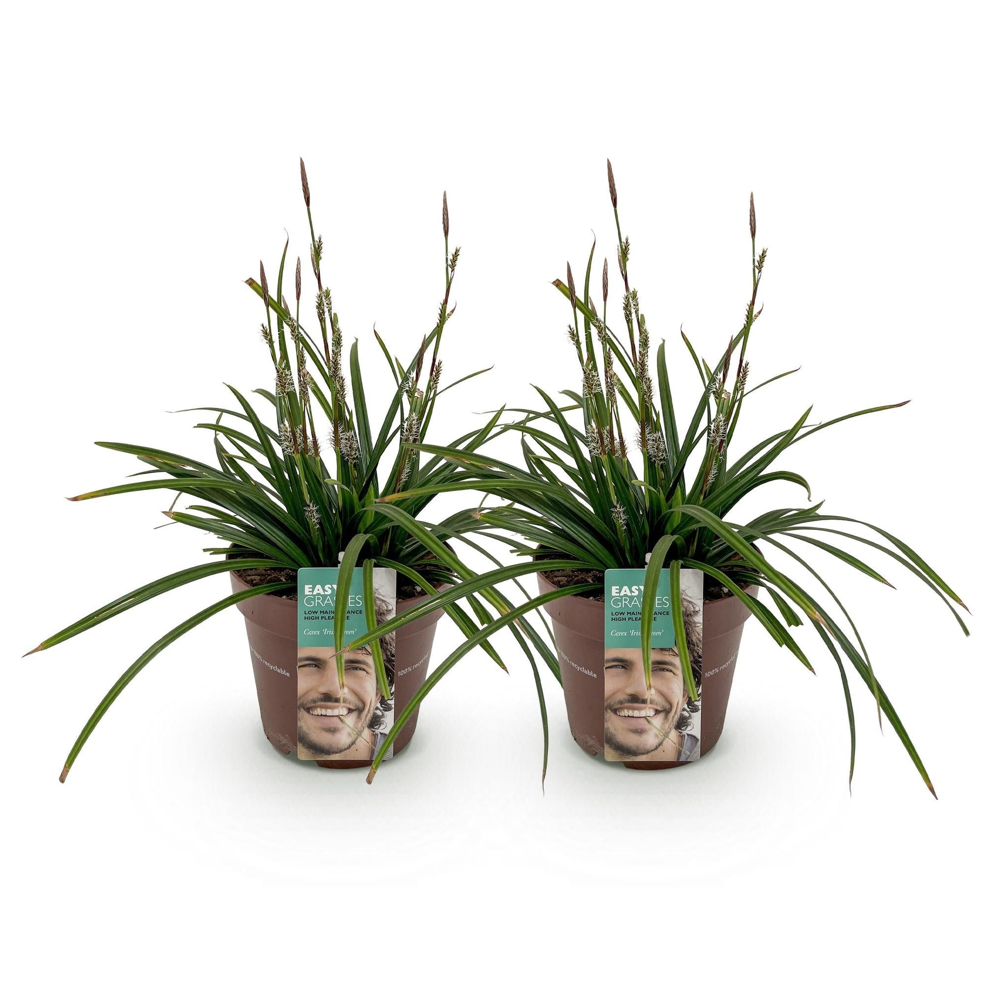 Grünblättrige Segge - Ziergras - Carex morrowii Irish Green - Grün & Gelb - 2 Pflanzen - Immergrün - Pflegeleicht - Topf 17cm Höhe 50cm 