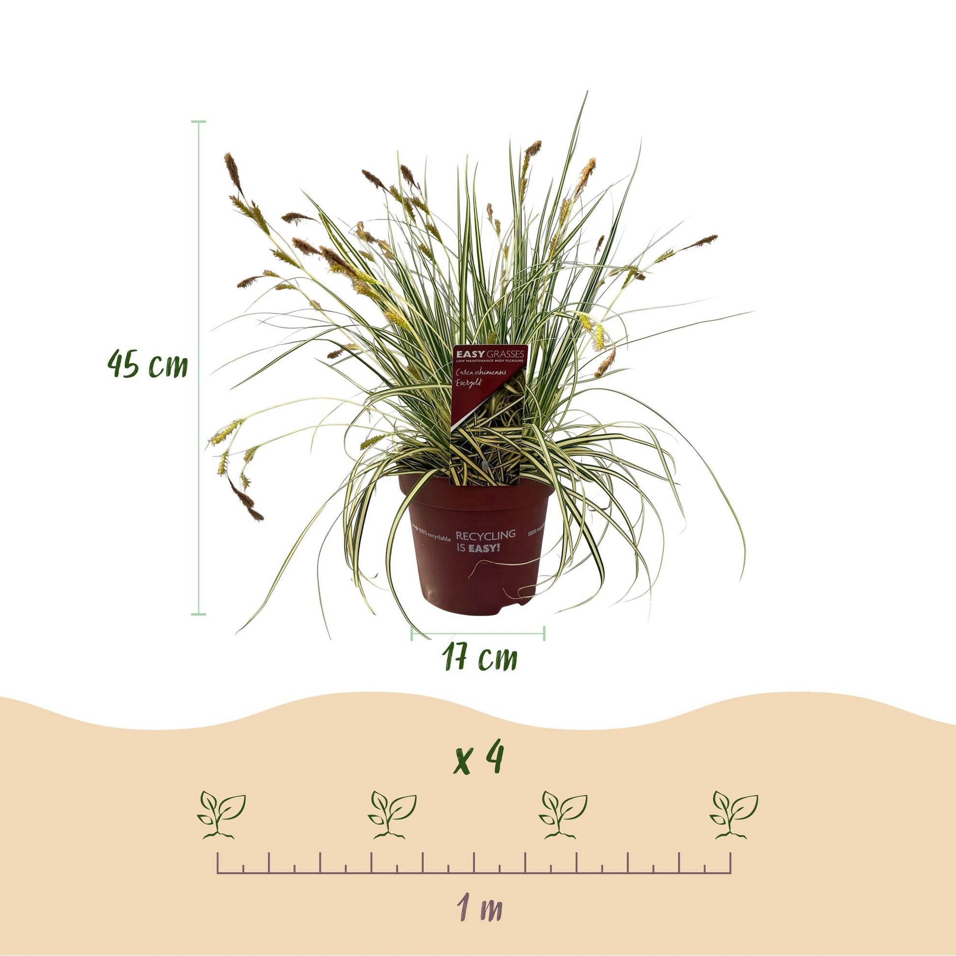 Ziergras Carex oshimensis 'Evergold' – Immergrün – 2 Pflanzen – Ø17 cm – Höhe 50 cm – Gelb-Grün gestreift – Pflegeleicht – Für Sonne & Schatten – Beet, Balkon & Kübel 