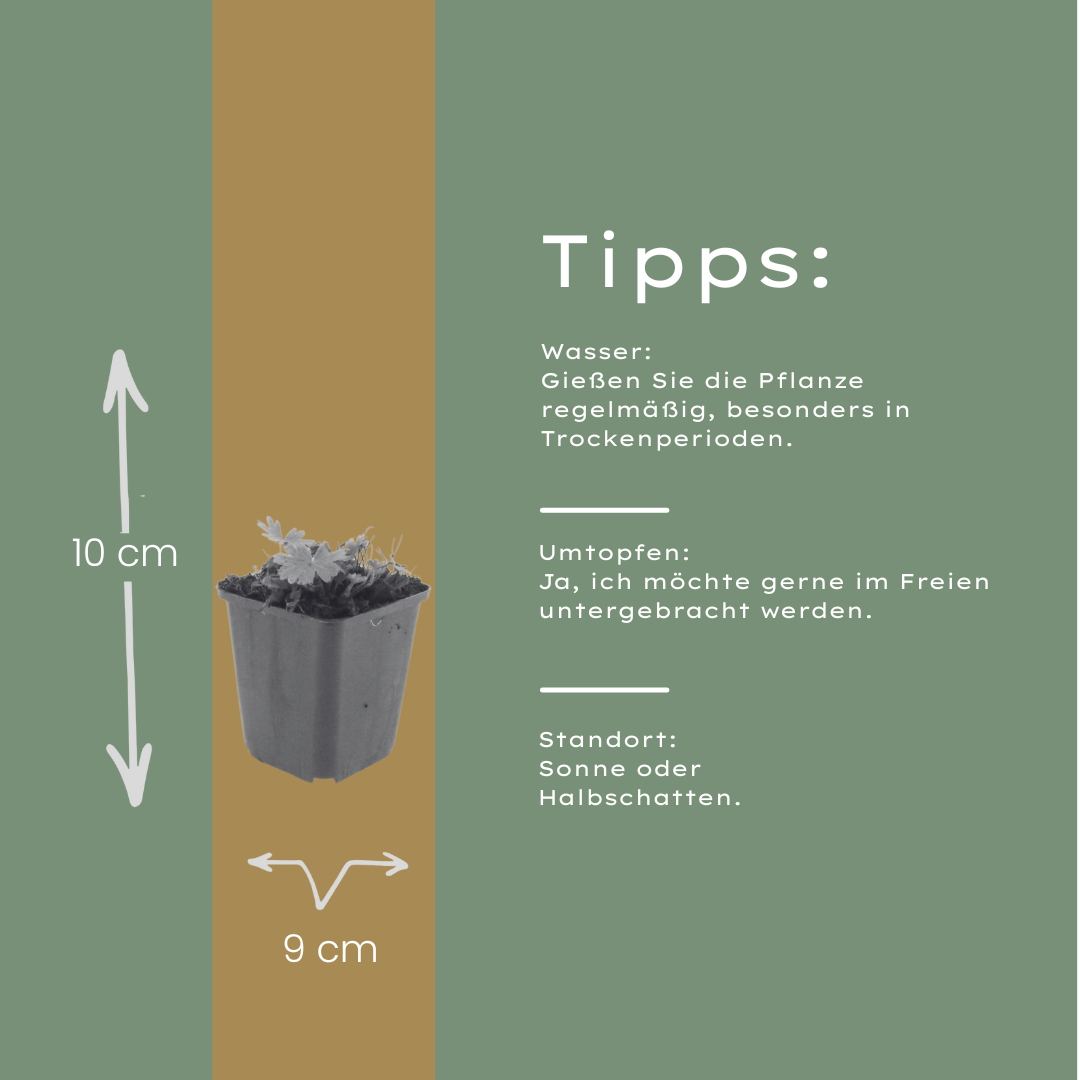 Geranium sanguineum Max Frei – 6 Pflanzen Ø9cm – Höhe 10-25cm – Karminrote Blütenstaude für sonnige Beete & Steingarten – Winterhart pflegeleicht – Kompakter Bodendecker